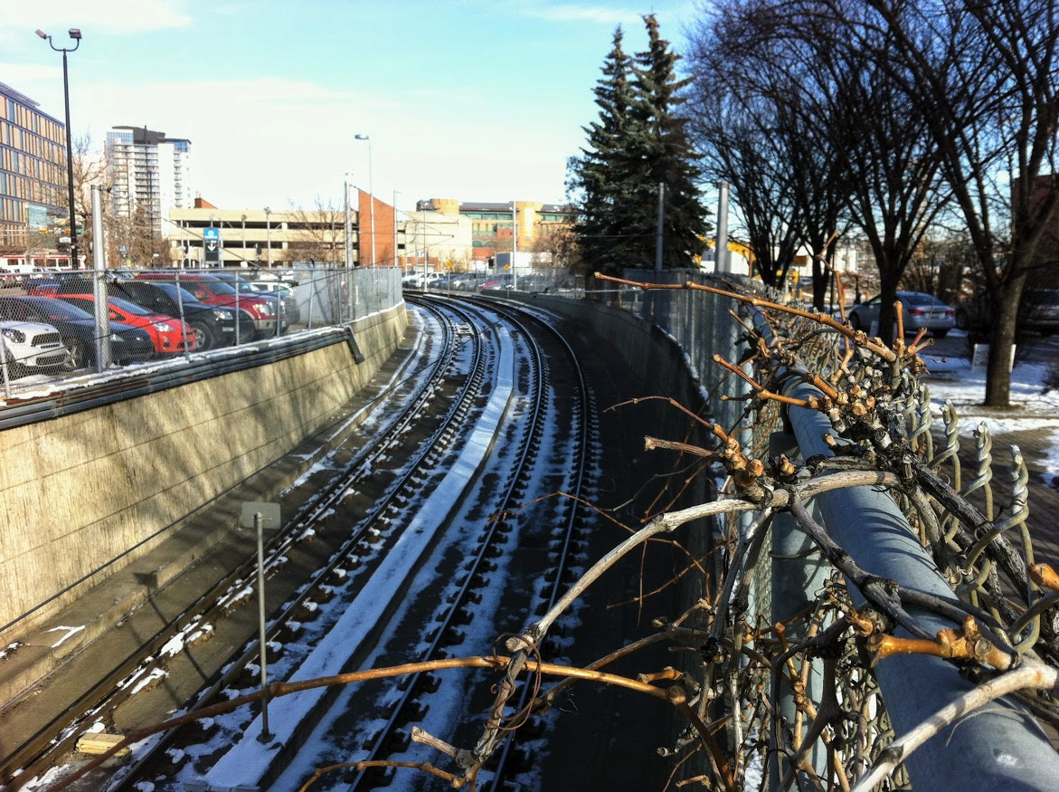 The LRT tunnel divides the library site into two narrow strips of land on either side. They were once a small park and surface parking lot.
