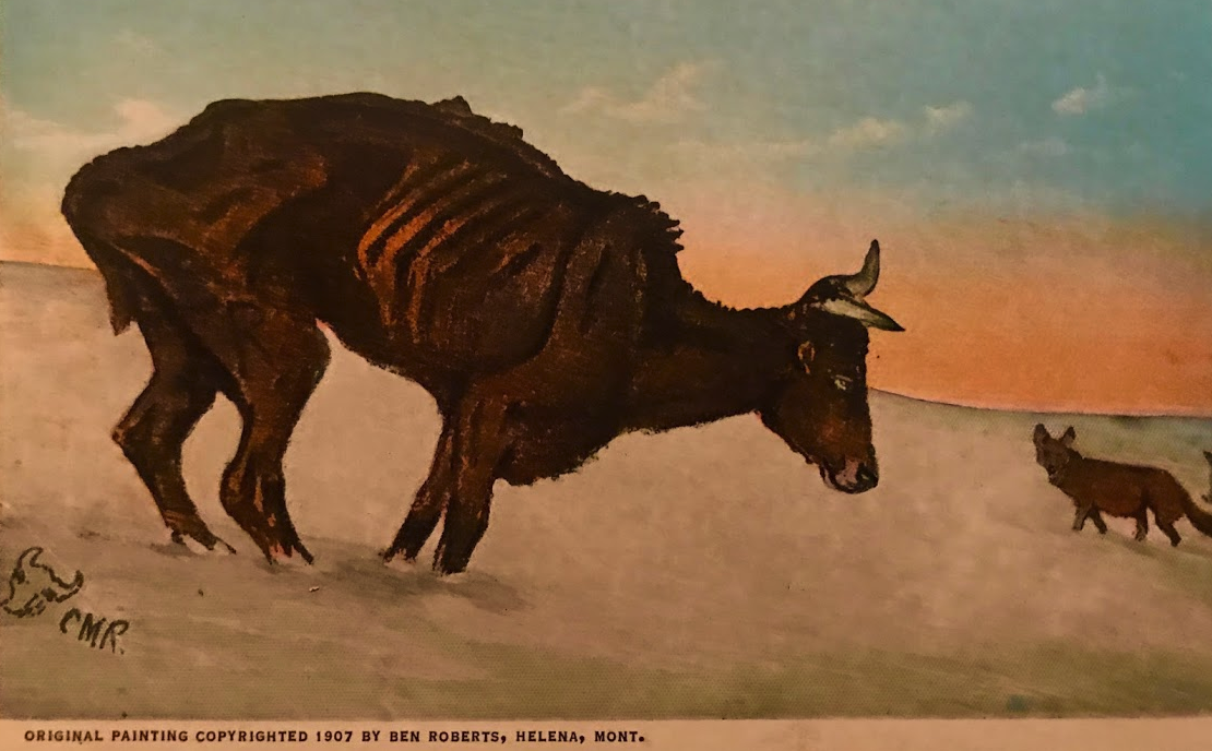 Charles M. Russell’s painting and sketches of frontier life, inspired by actual experiences, made him the most famous artist of his type in the world. He was know as the “Cowboy Artist.” He made his reputation by painting the accompanying original picture. It tells an interesting story. Russell in 1896, was in the employ of Stadler & Kaufamn large cattlemen. He had thousands of head of their cattle in his charge. During the winter of 1896 one of the most sever snowstorms in Montan’s history. Cattle and sheep died literally by the thousands. Stadler & Kaufman becoming alarmed, wrote Russell as to the condition of the stock in his charge. He did not write but with his brush drew a picture which told the whole story. It was the accompanying picture. The coyotes awaited the last victim of the storm. The picture became famous. It is one of the most noted of all of Russell’s works.