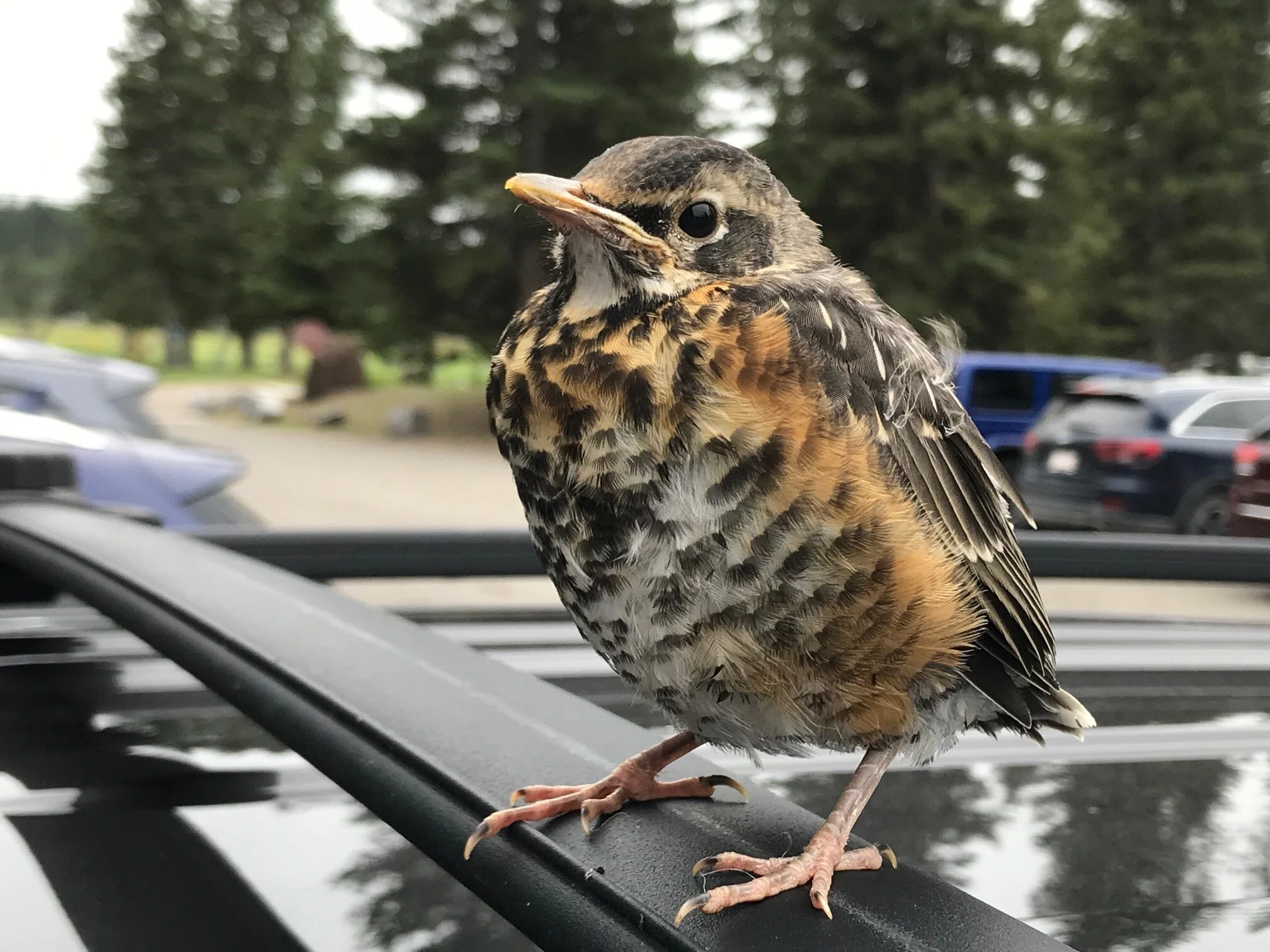 This guy was waiting on my car for a ride home. He showed no fear of me.