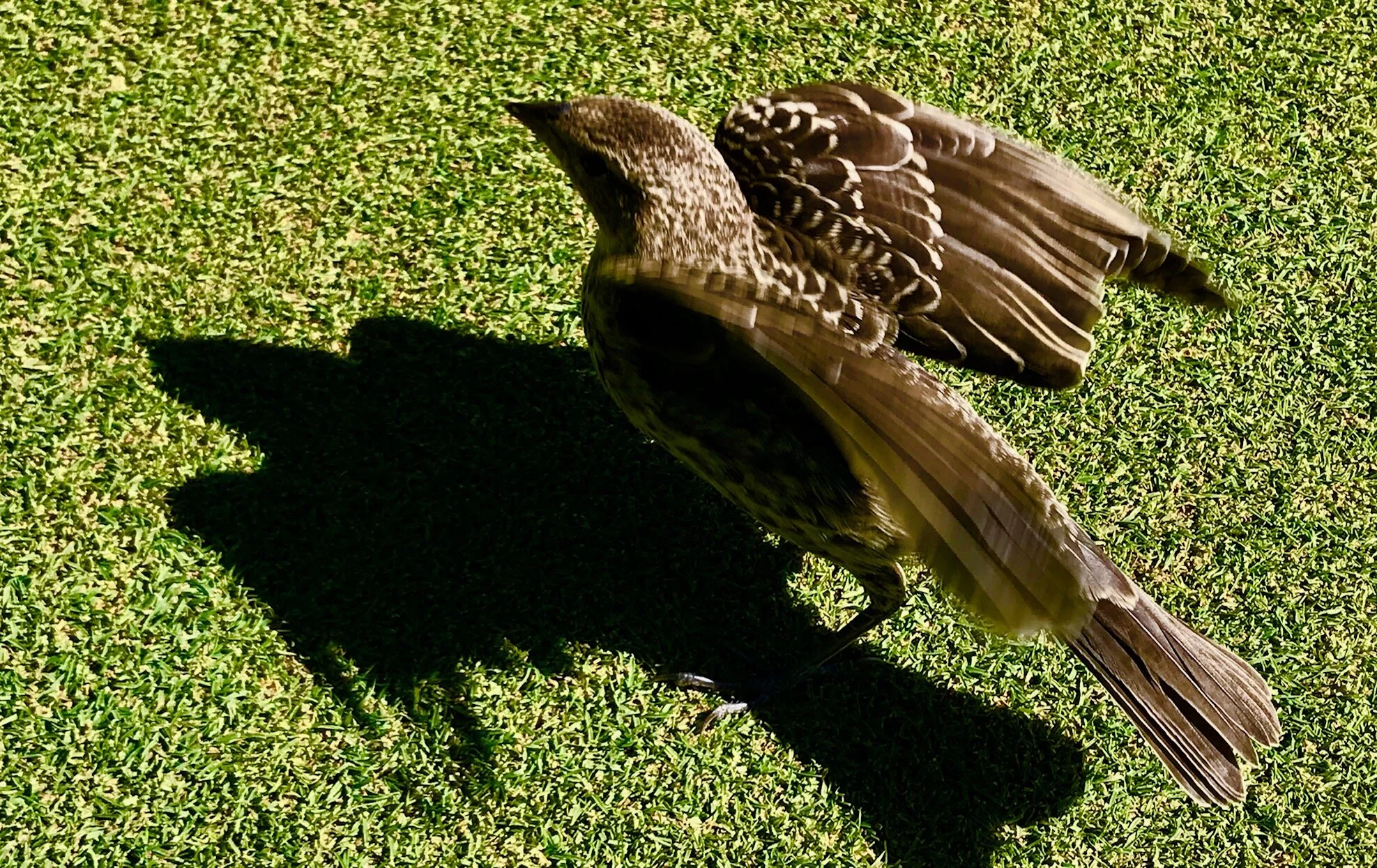This guy swooped down right next to me to help me line up my putt. Can’t remember if I made it or not.