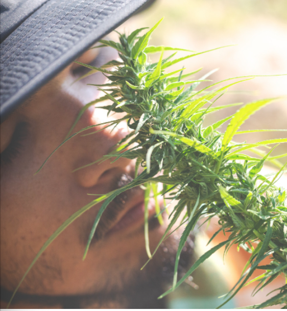 Traveling With CBD in Canada: What You Need to Know (2025 Guide)