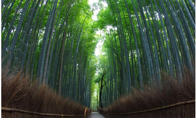 Kyoto, Japan: A Journey Through Time