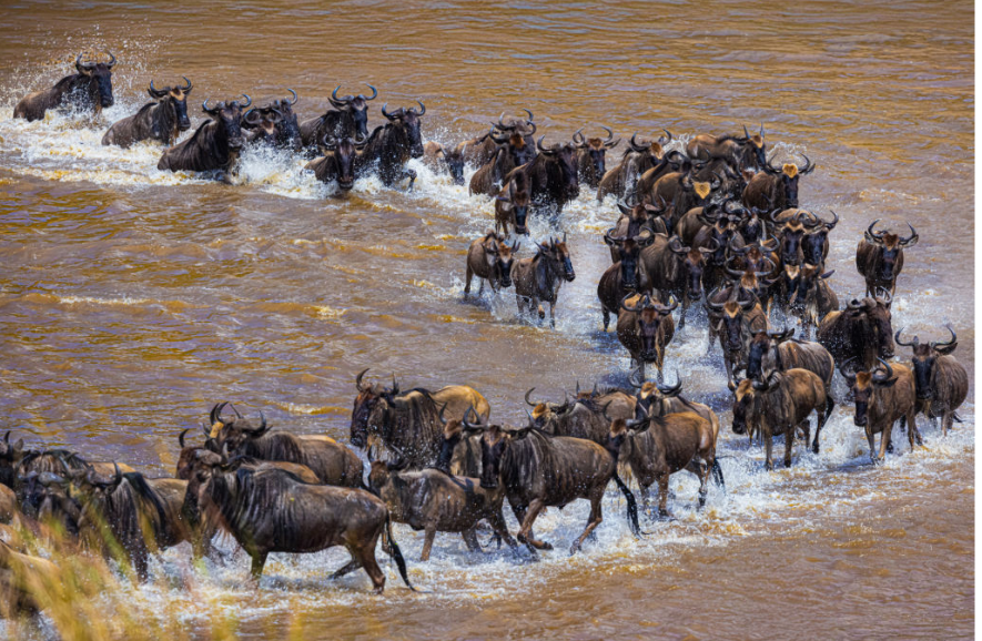 Africa Safari Dream: From City Wildlife to the Great Migration Wonder