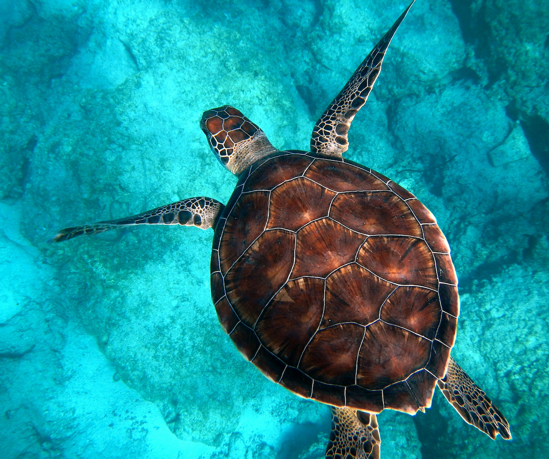 Paynes Bay: A West Coast Barbados Beach Guide