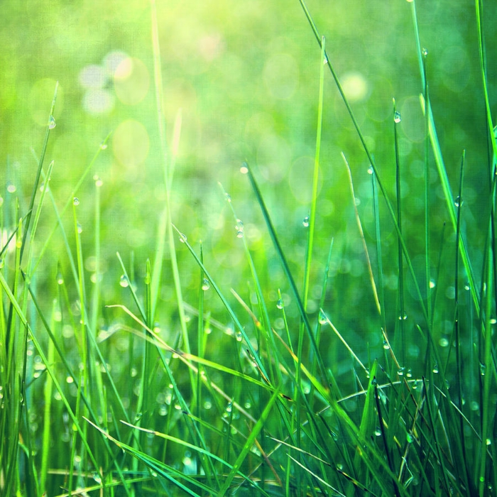 spring grass.jpg