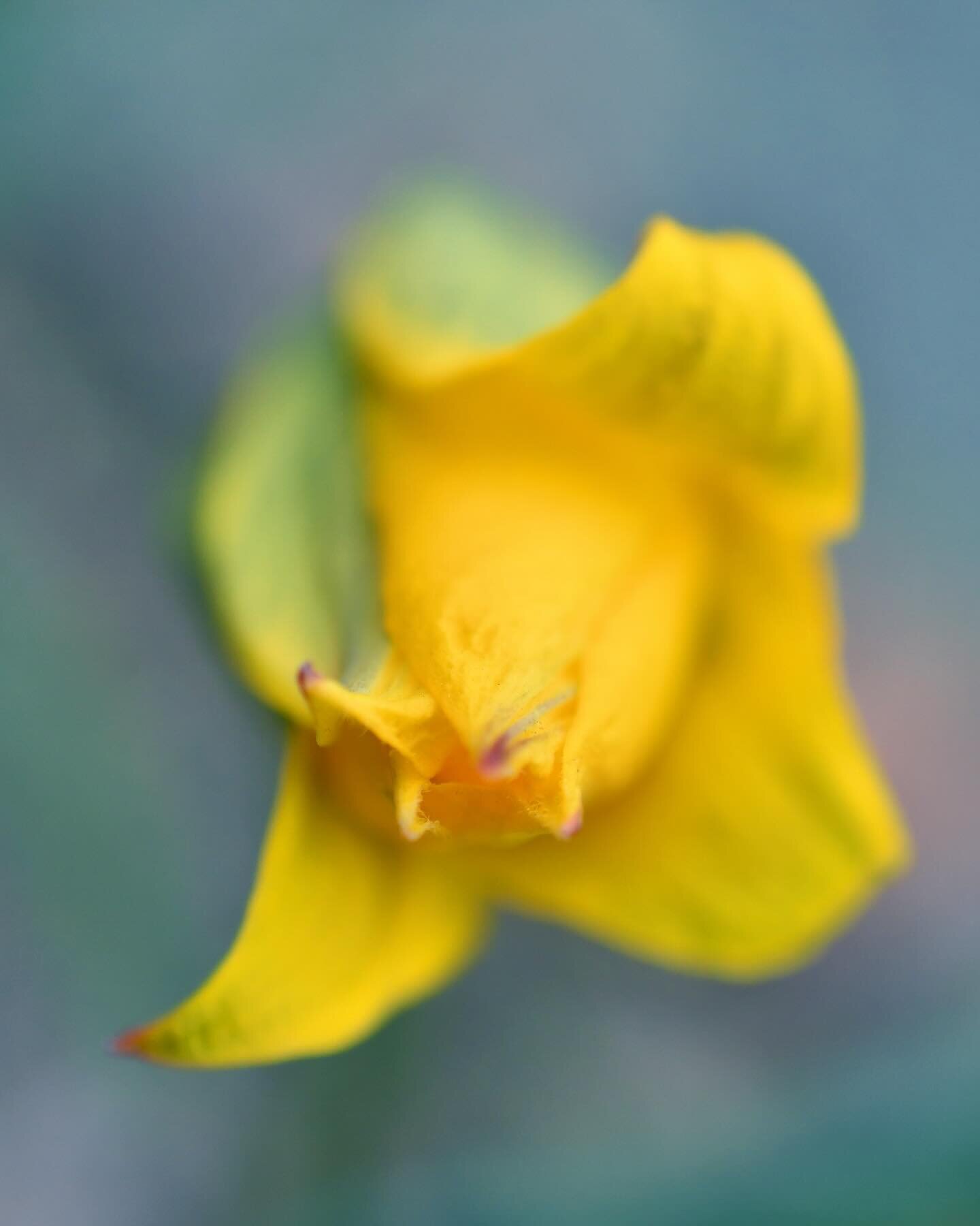 A daffodil about to bloom. Photo by Shannon K. Culpepper