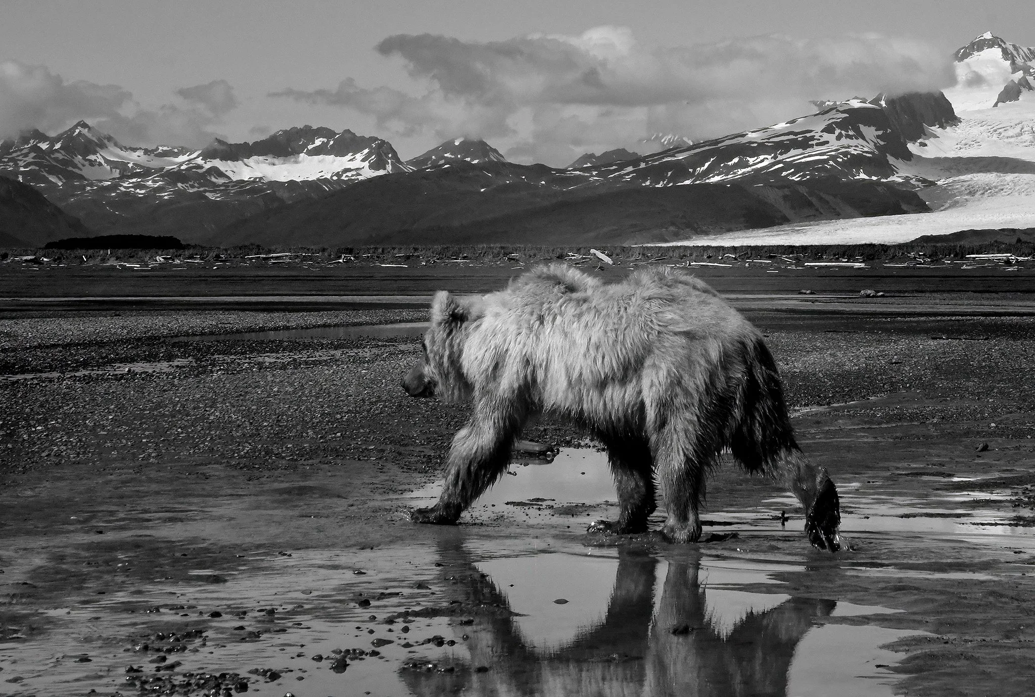 uncharted_alaska_shannon_bear copy.jpg