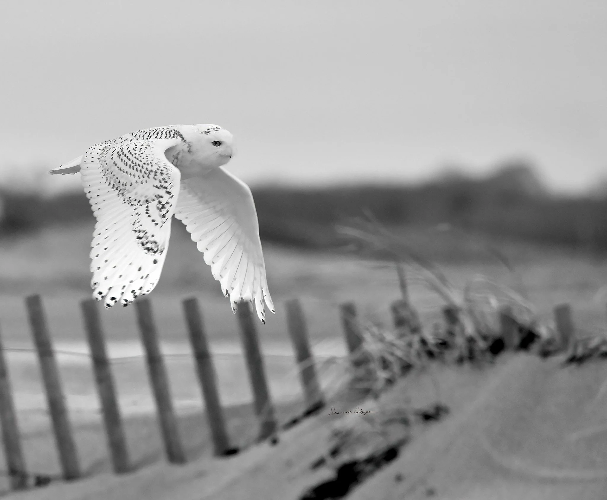 uncharted_bw_shannon_snowy copy_w_sig copy.jpg