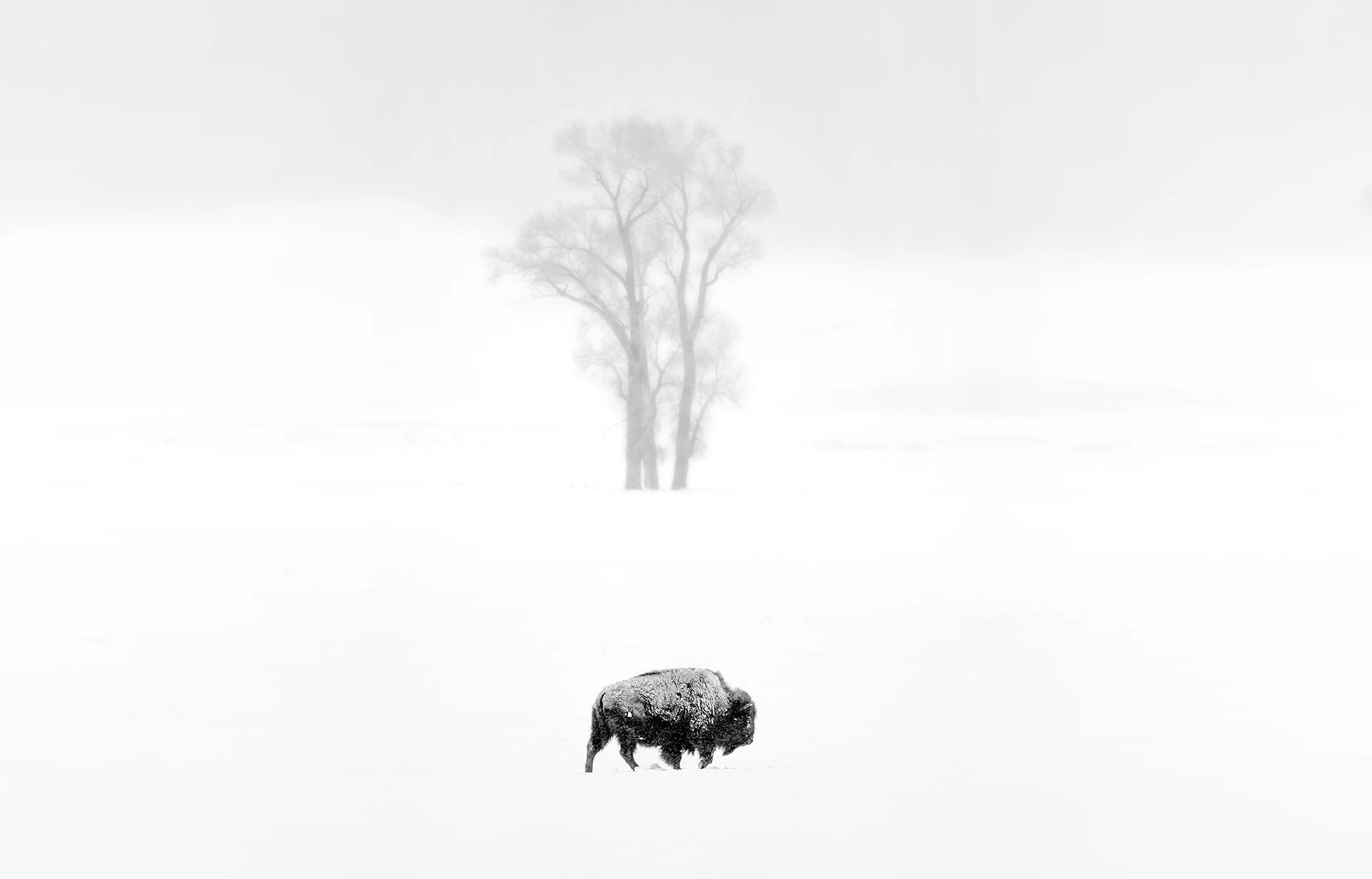 Bison_yellowstone_horz_sm.jpg