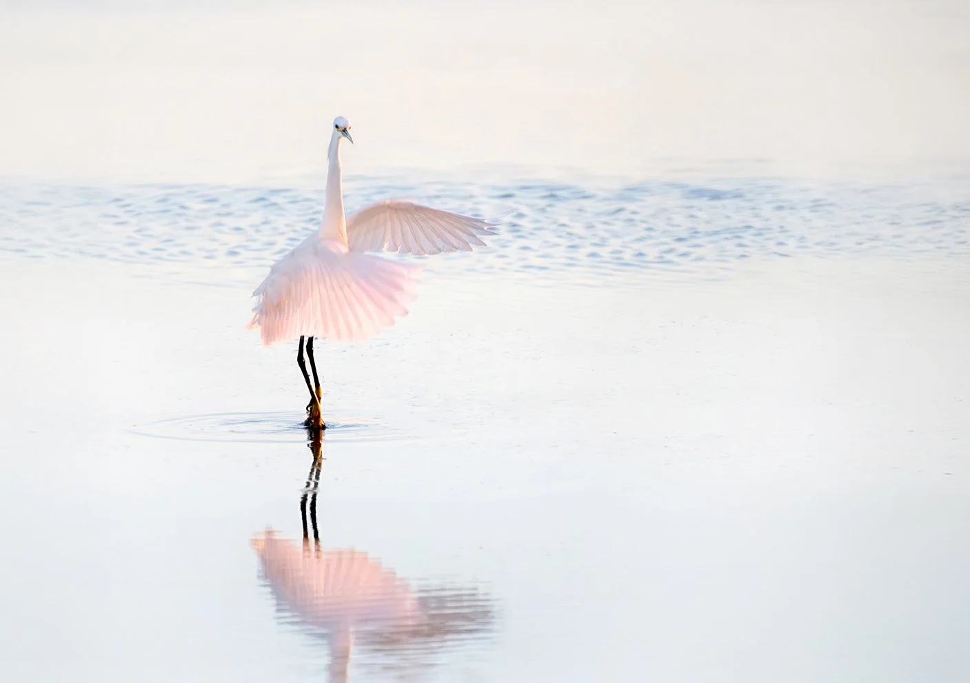 ballerina2 copy_sm.jpg