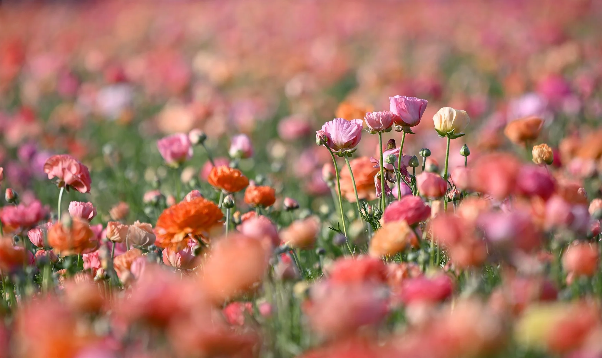 carlsbad_flower_field18 copy.jpg