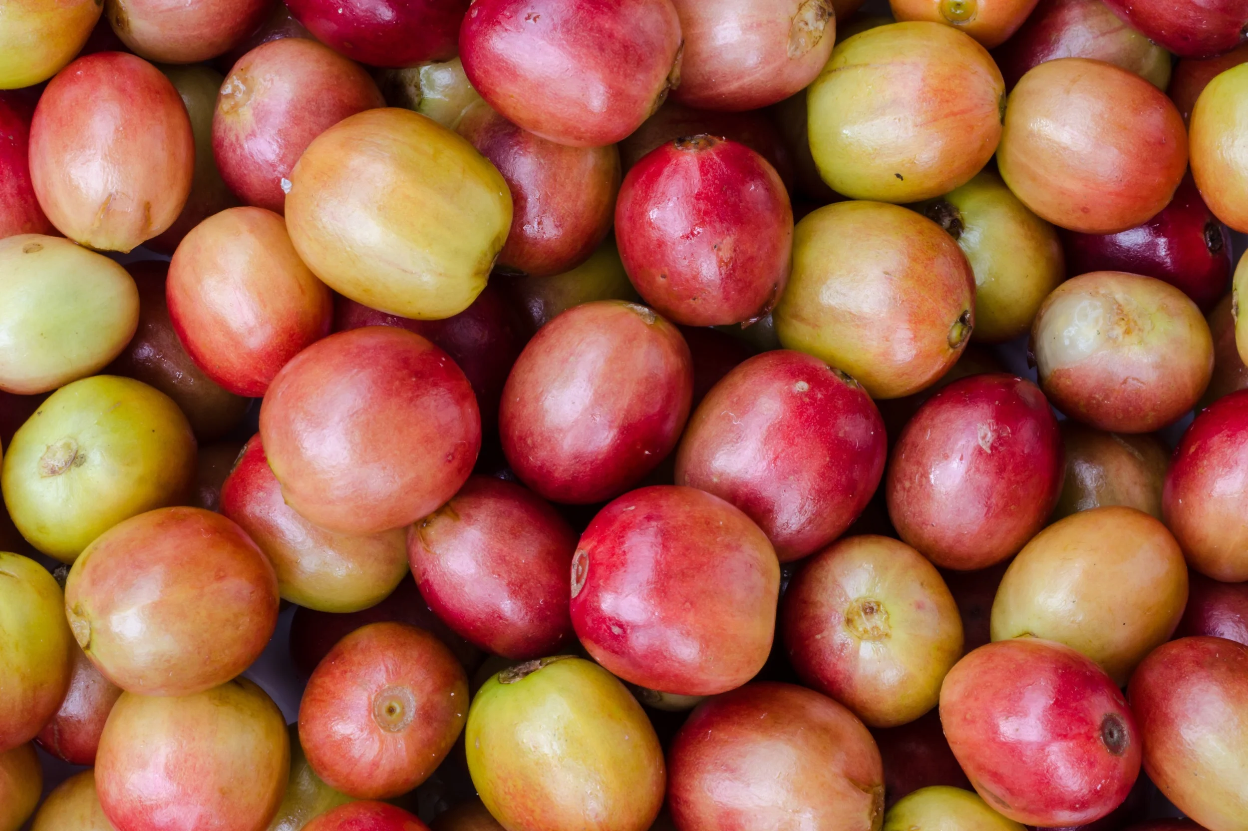 Freshly picked coffee cherries before the bean has been removed