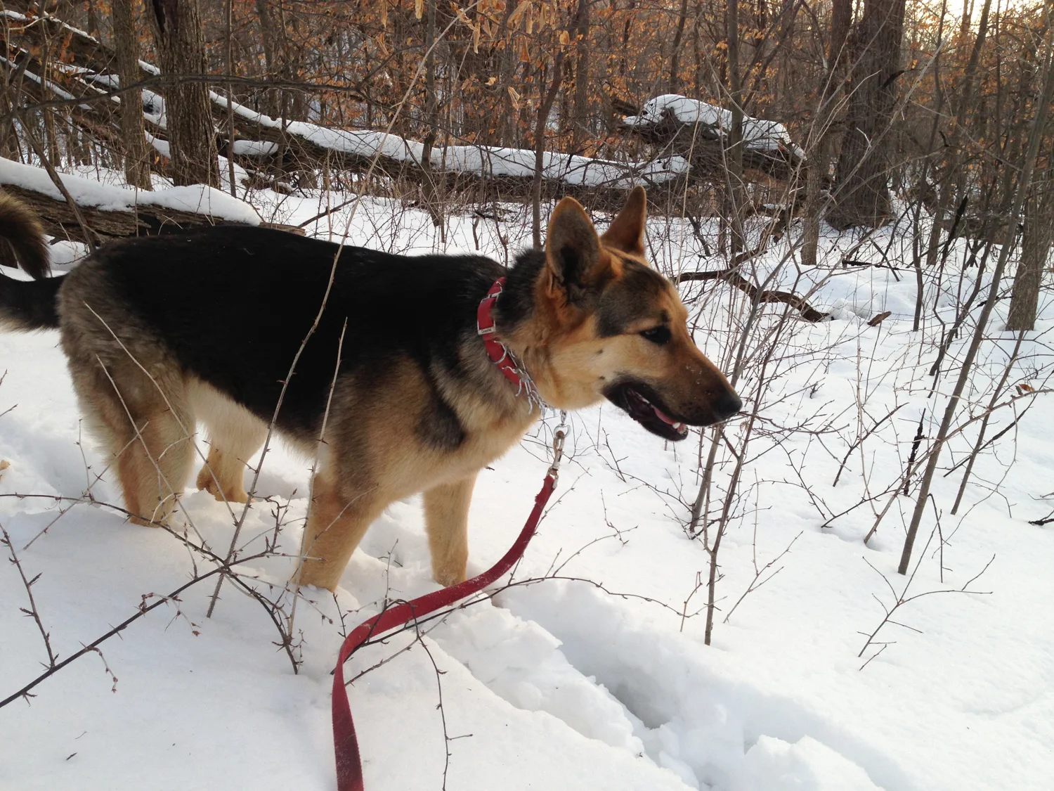 Max the wonder dog