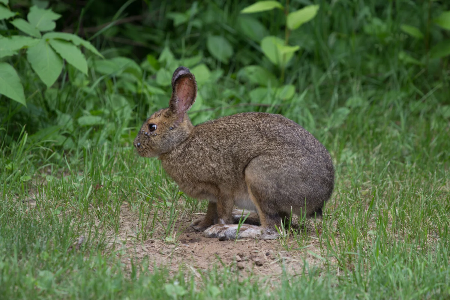 A visiting neighbor from the forest