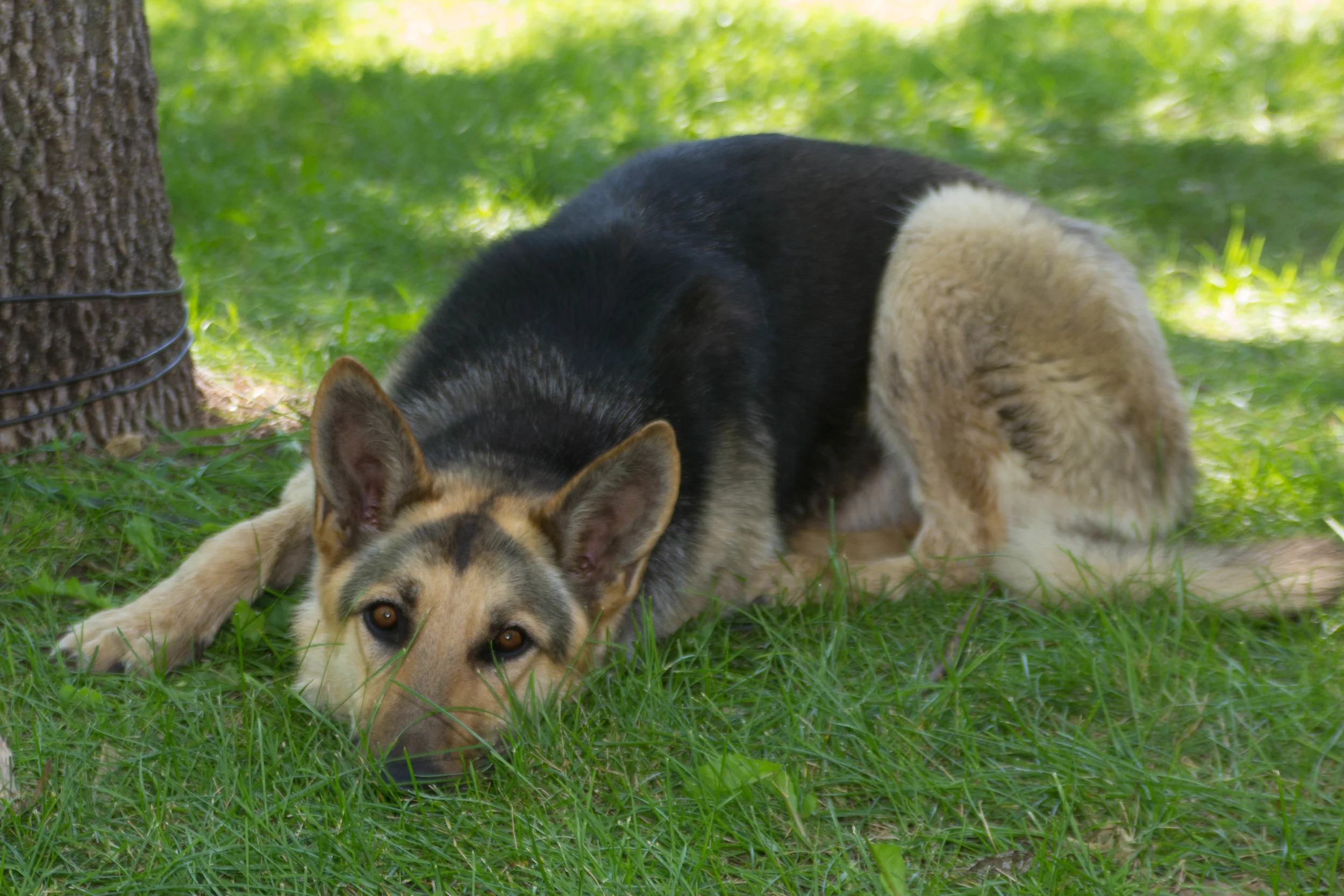 Max the Wonder Dog
