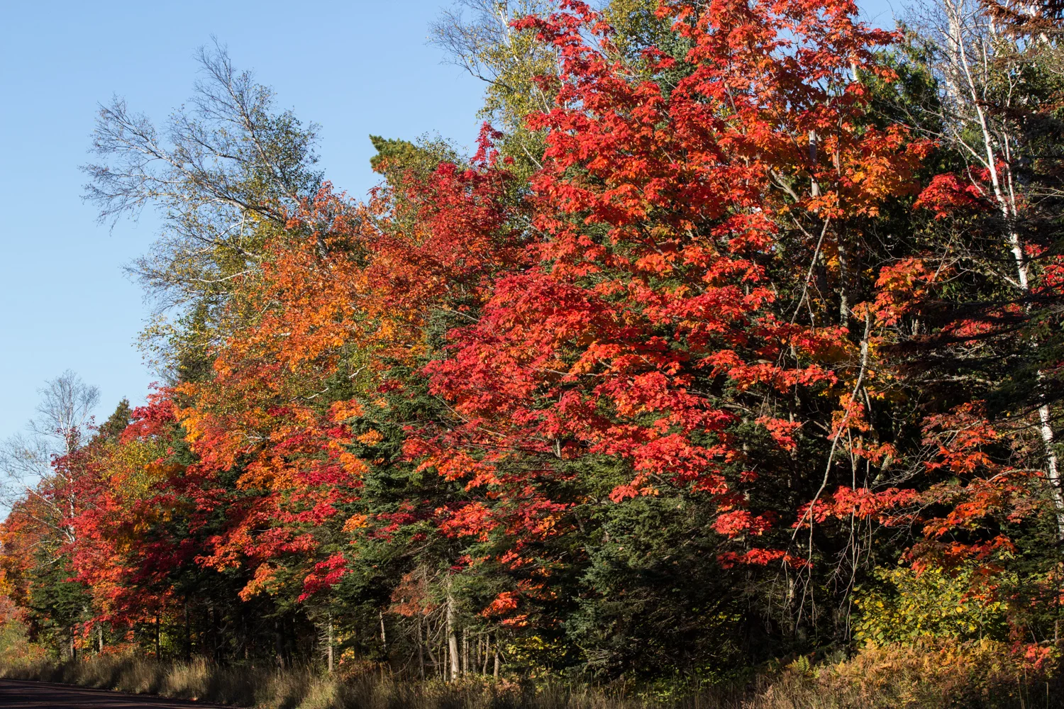 A nice row of maple trees along the dirt road