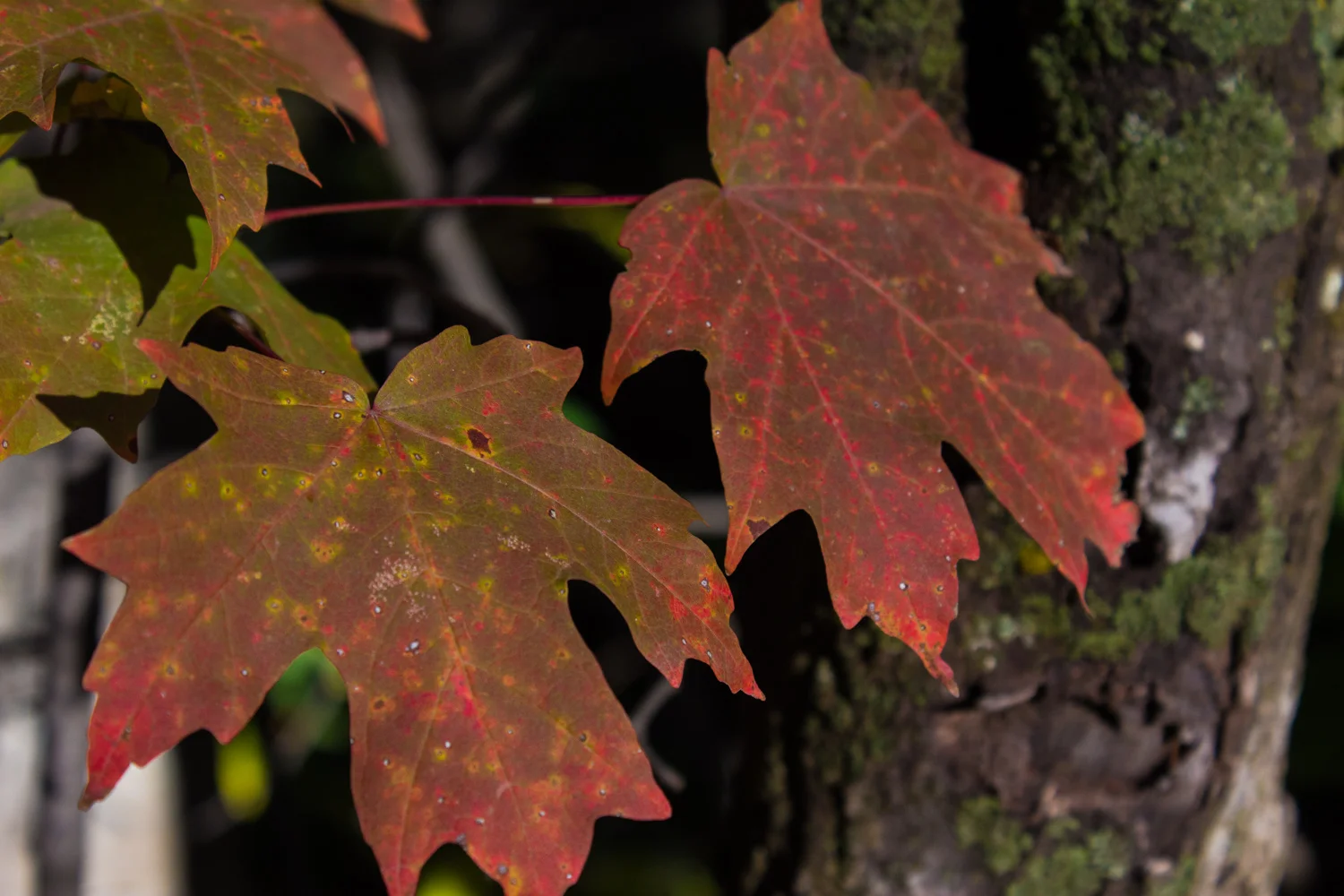 The range of color within a few inches is incredible