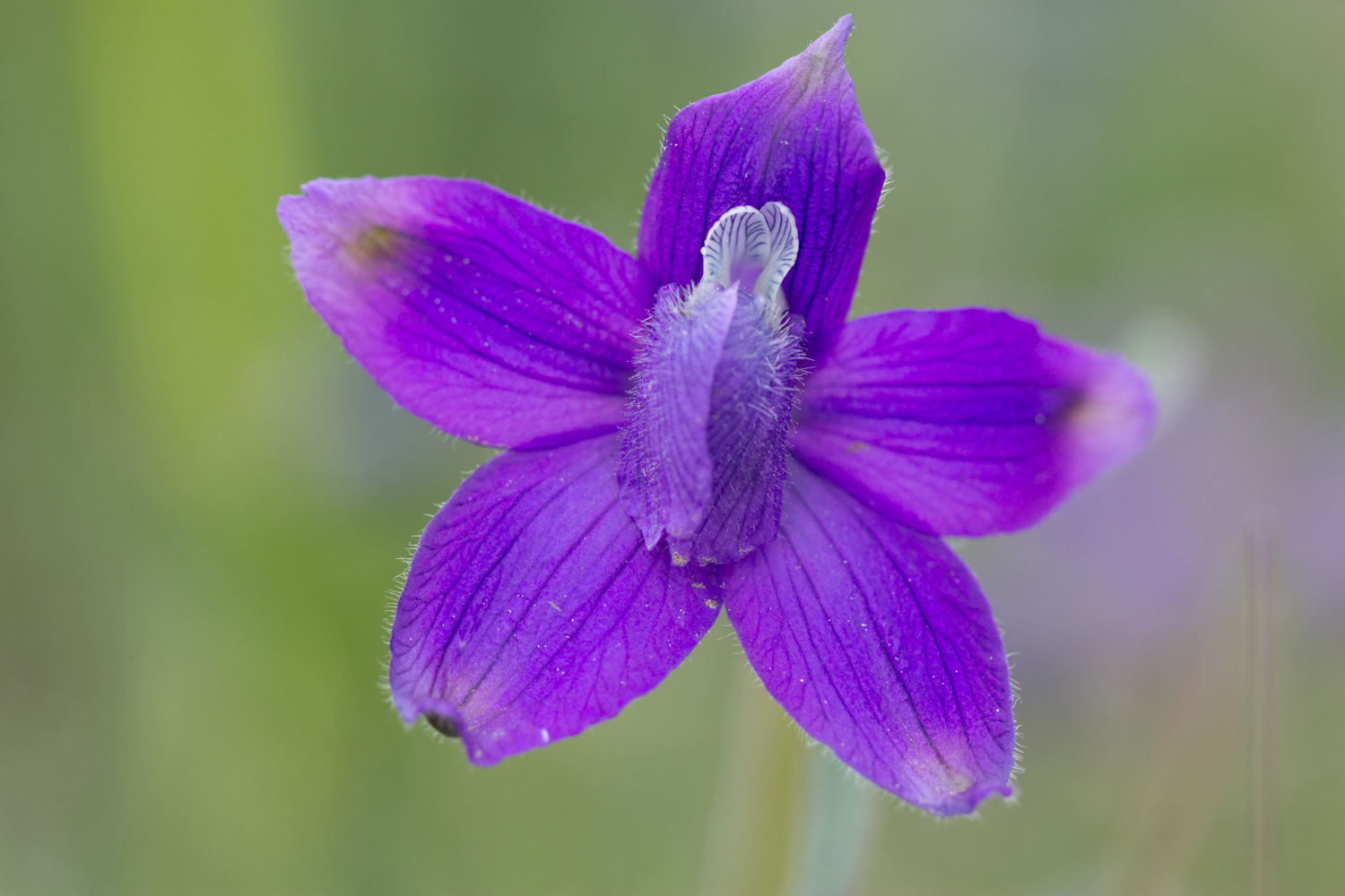 There were a lot of spring wild flowers on display