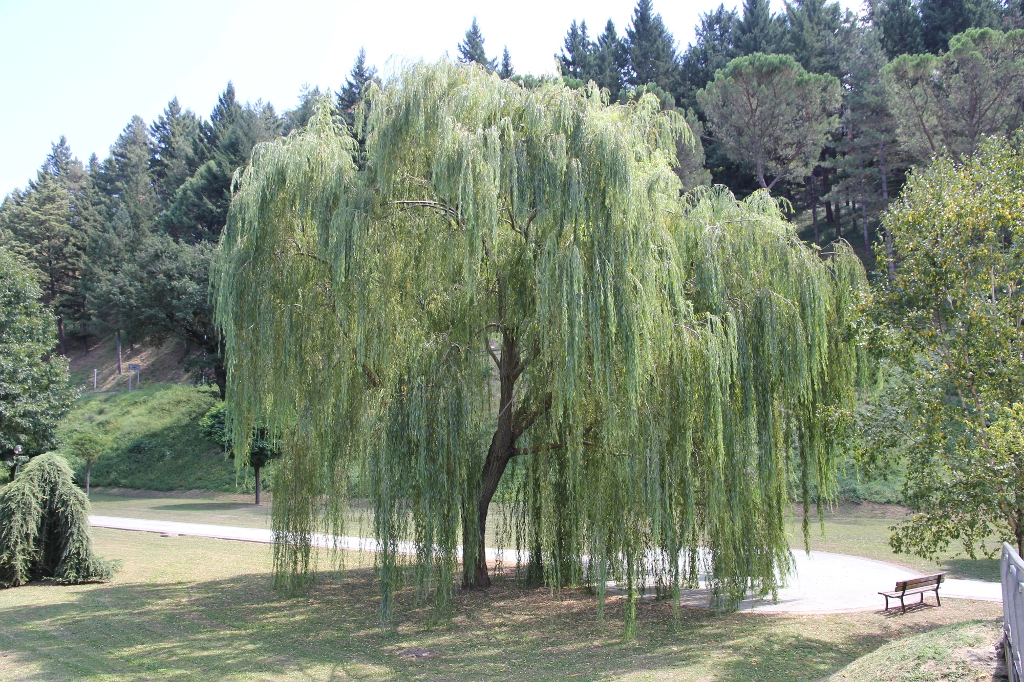 Willow Tree.jpg