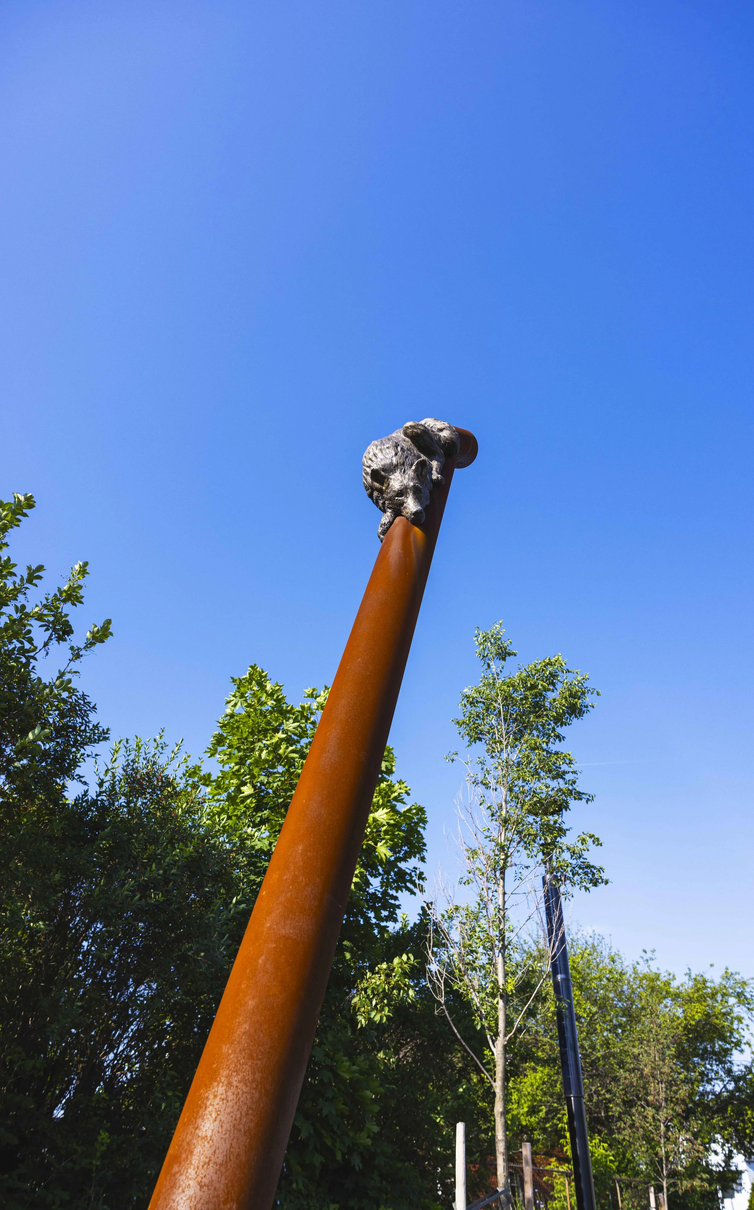 Coyote close up.jpg