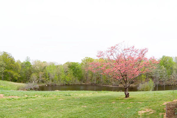 Pond in the Background