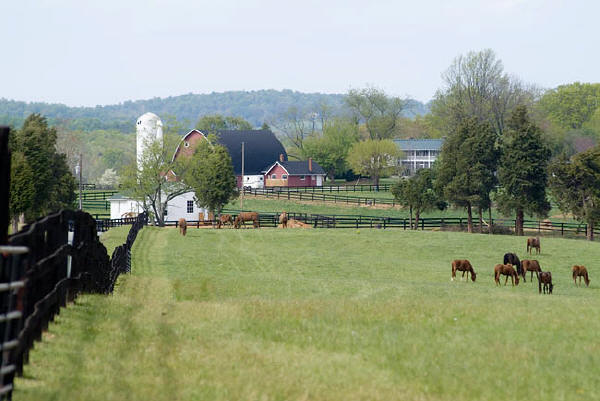 Hungry Horses