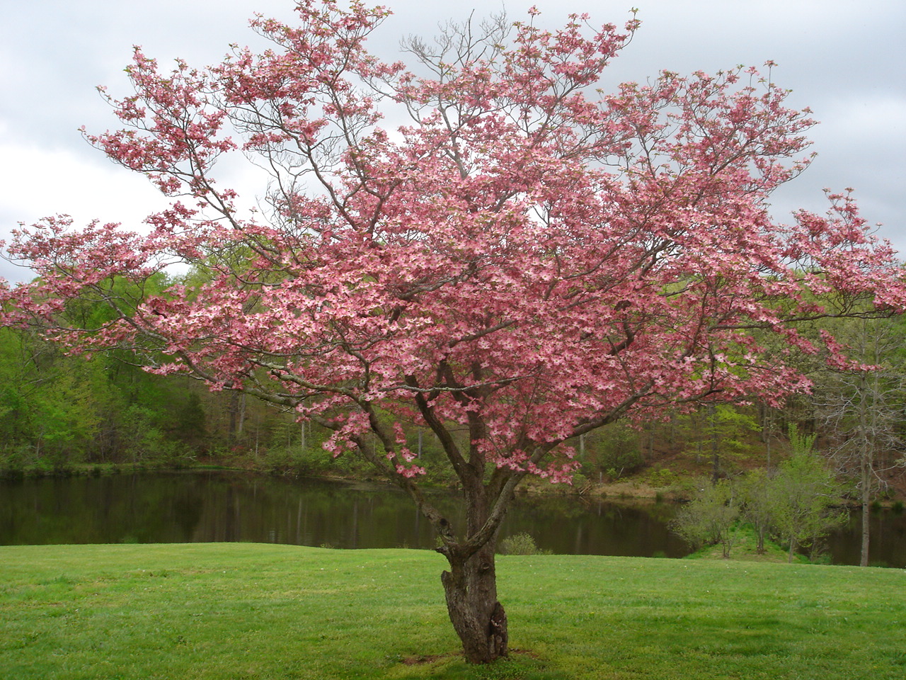 Redbud in Bloom