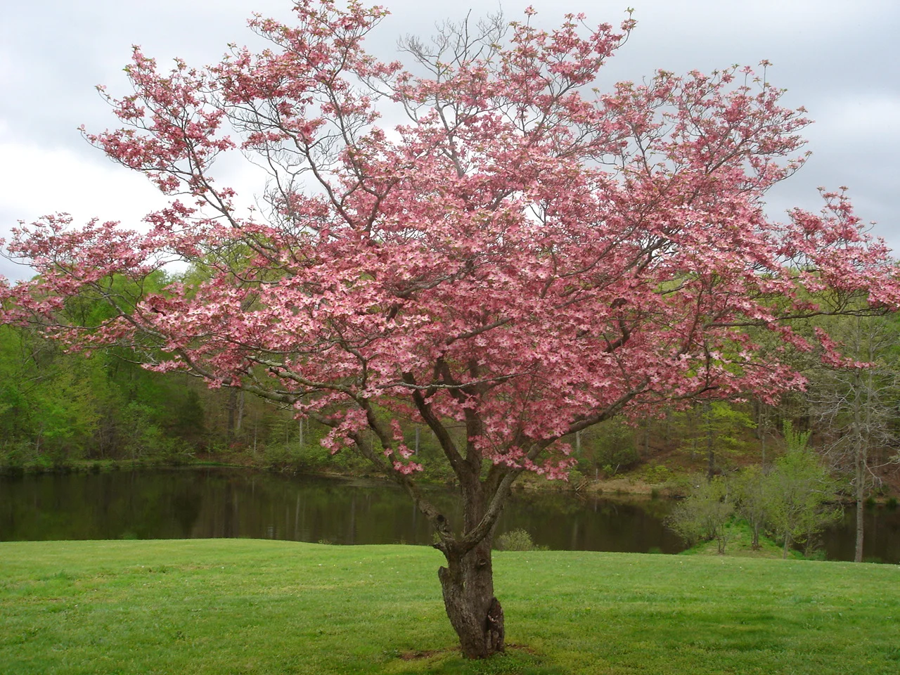Redbud in Bloom