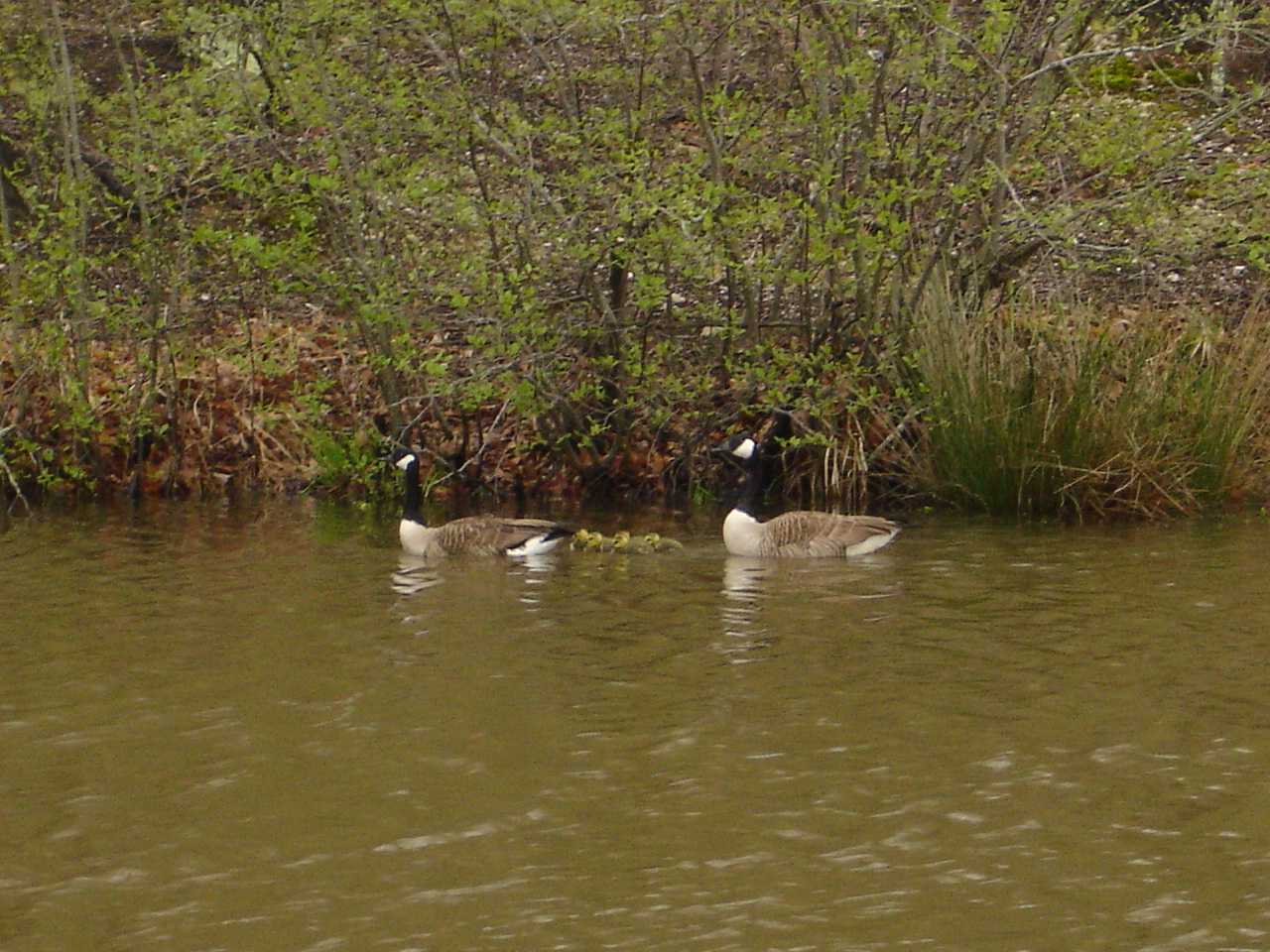 Goose Family