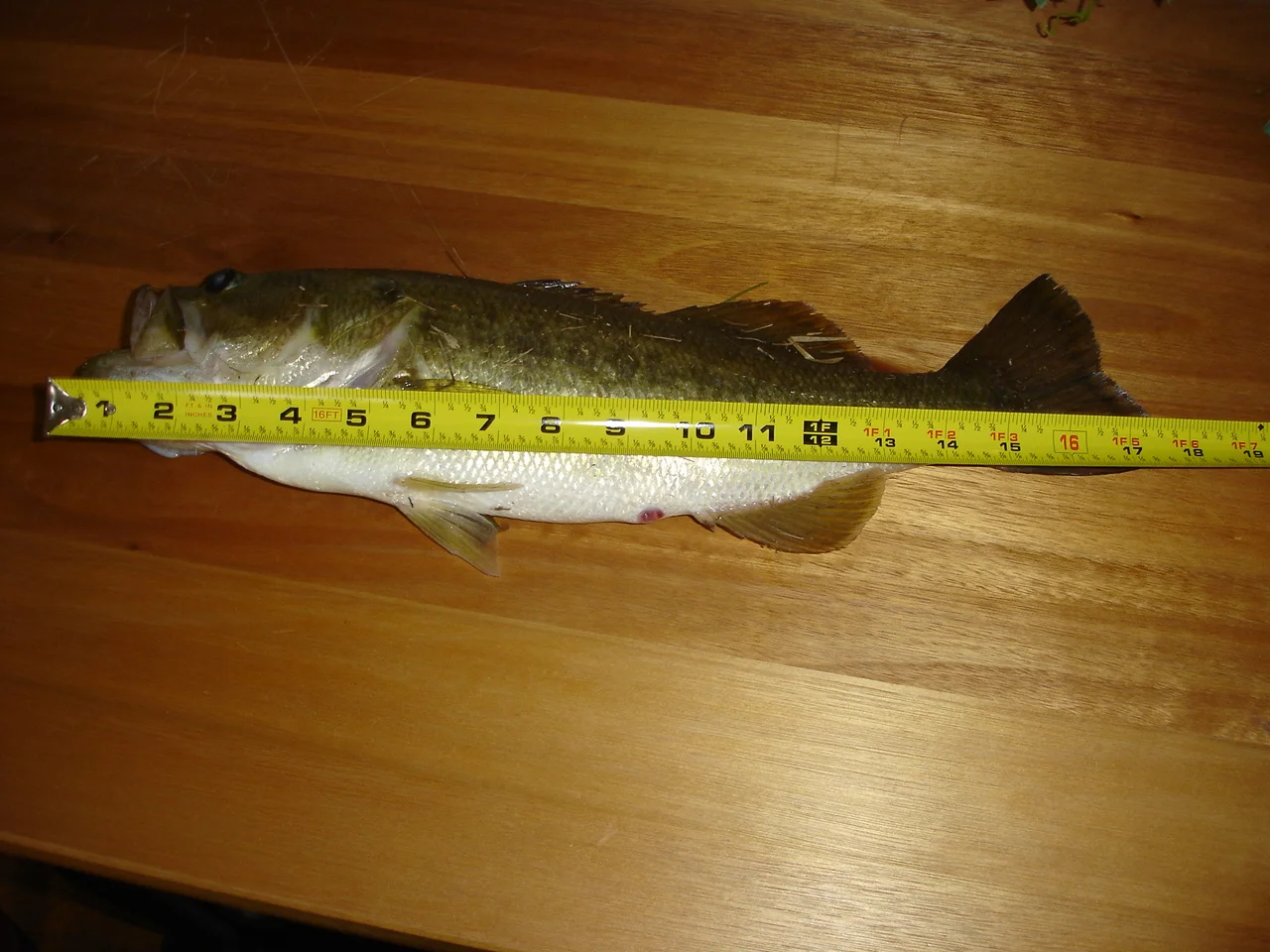 Not Bad for Cane Pole Fishing