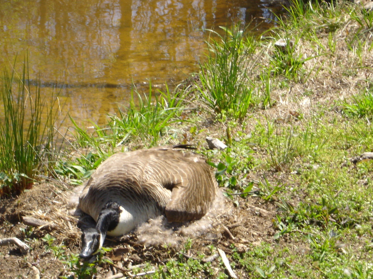 Goose on Nest