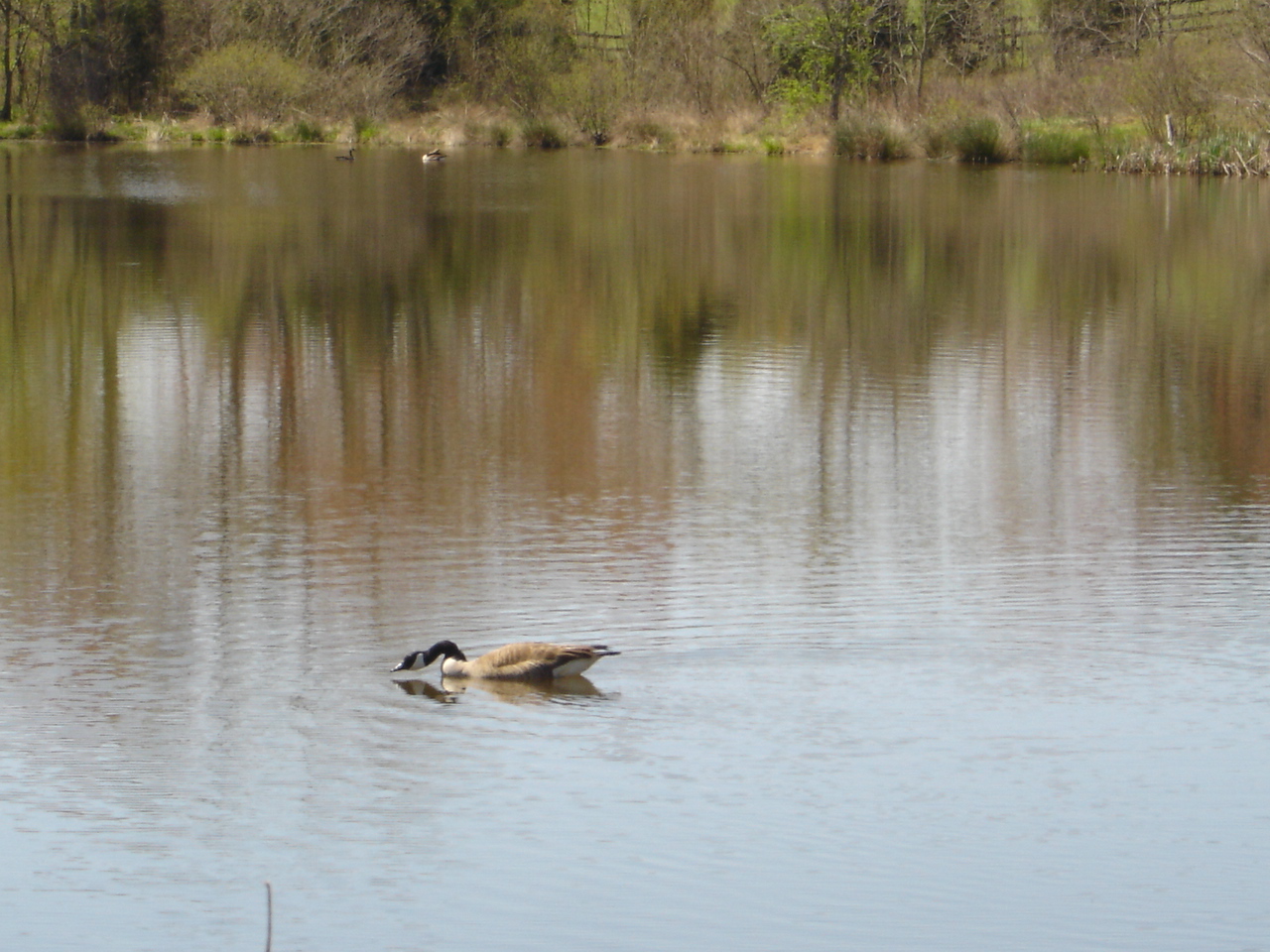 Goose on the Pond