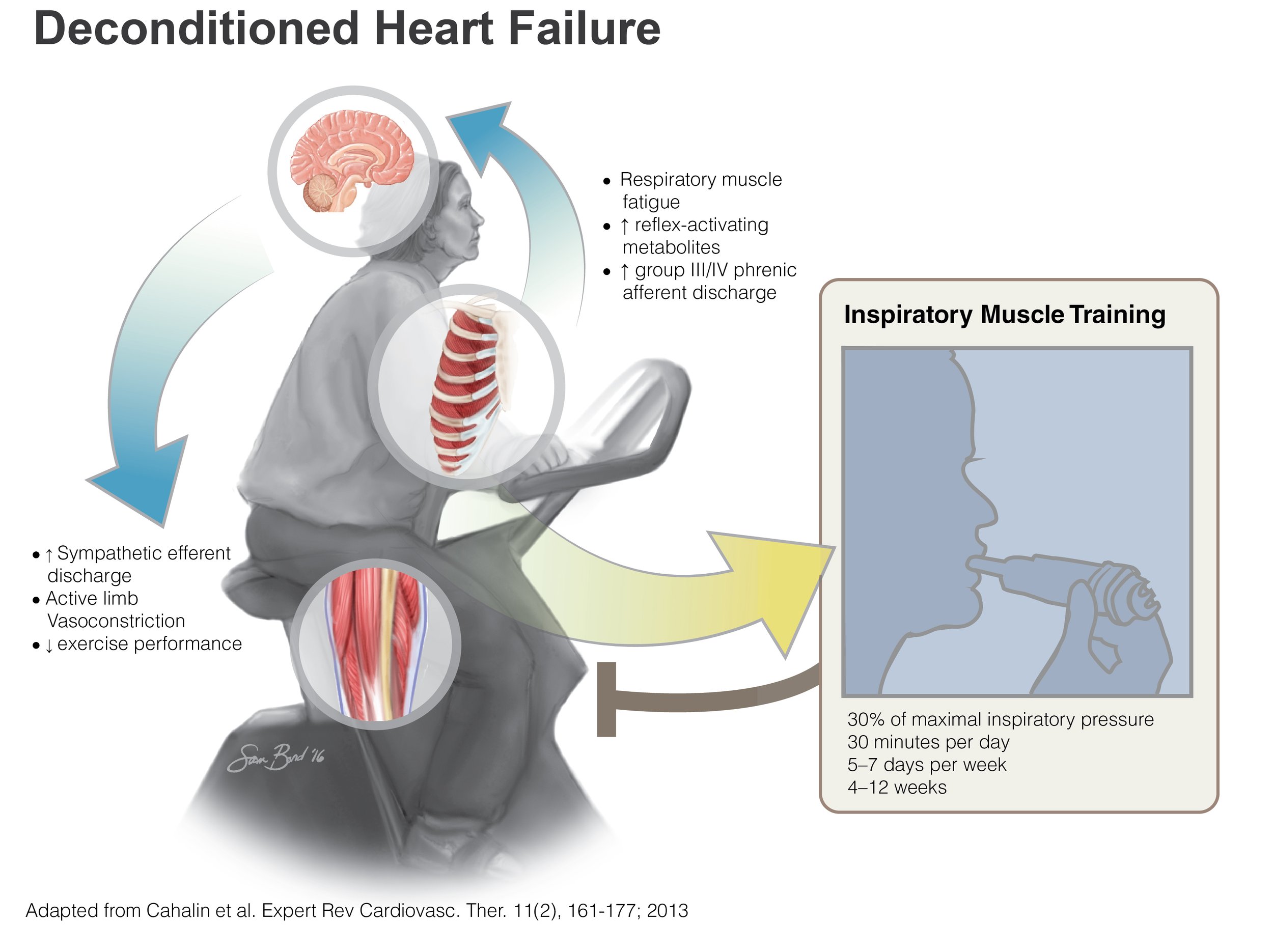 Academic Figure - Inspiratory Training