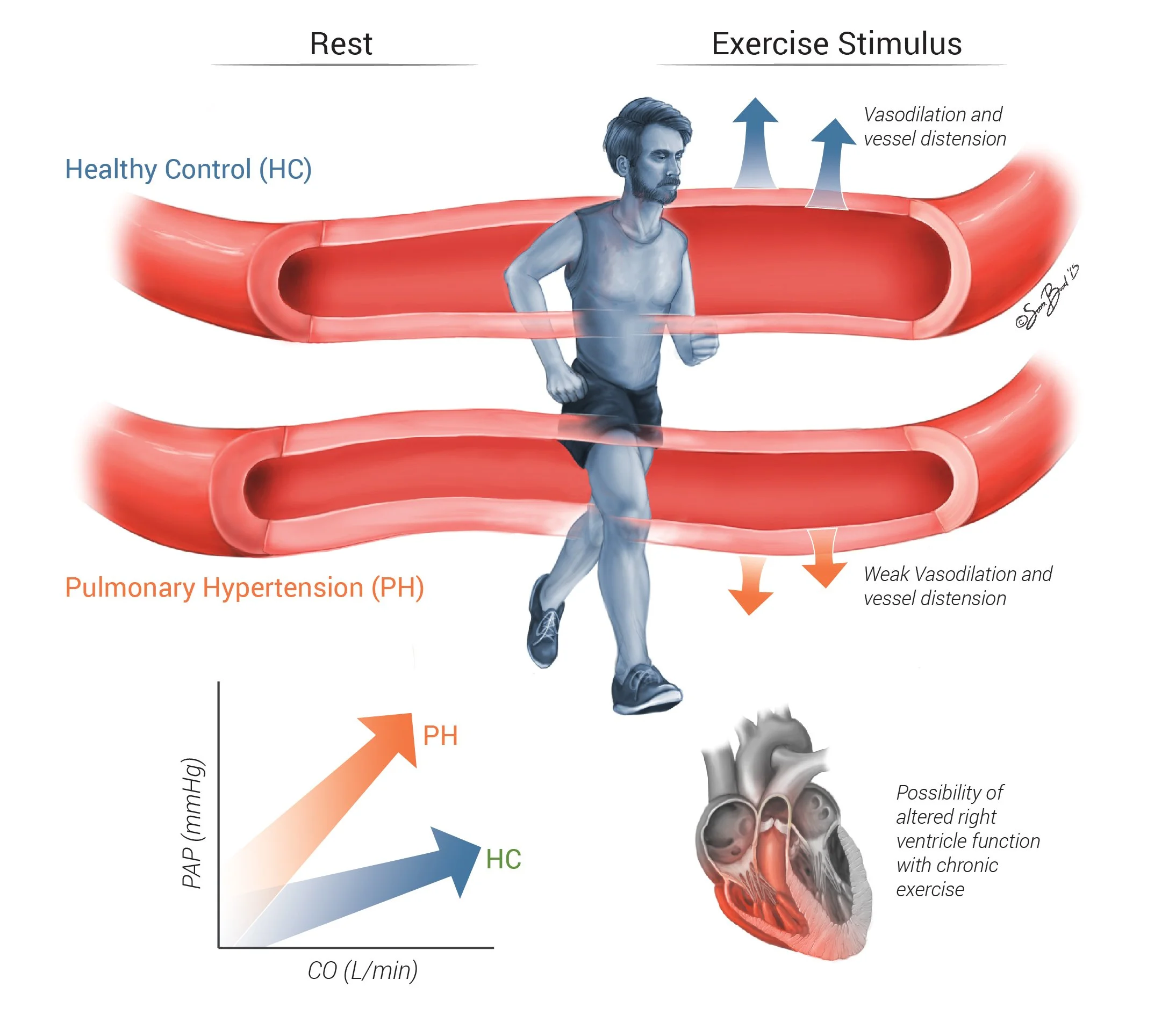Academic Figure - Exercise Training