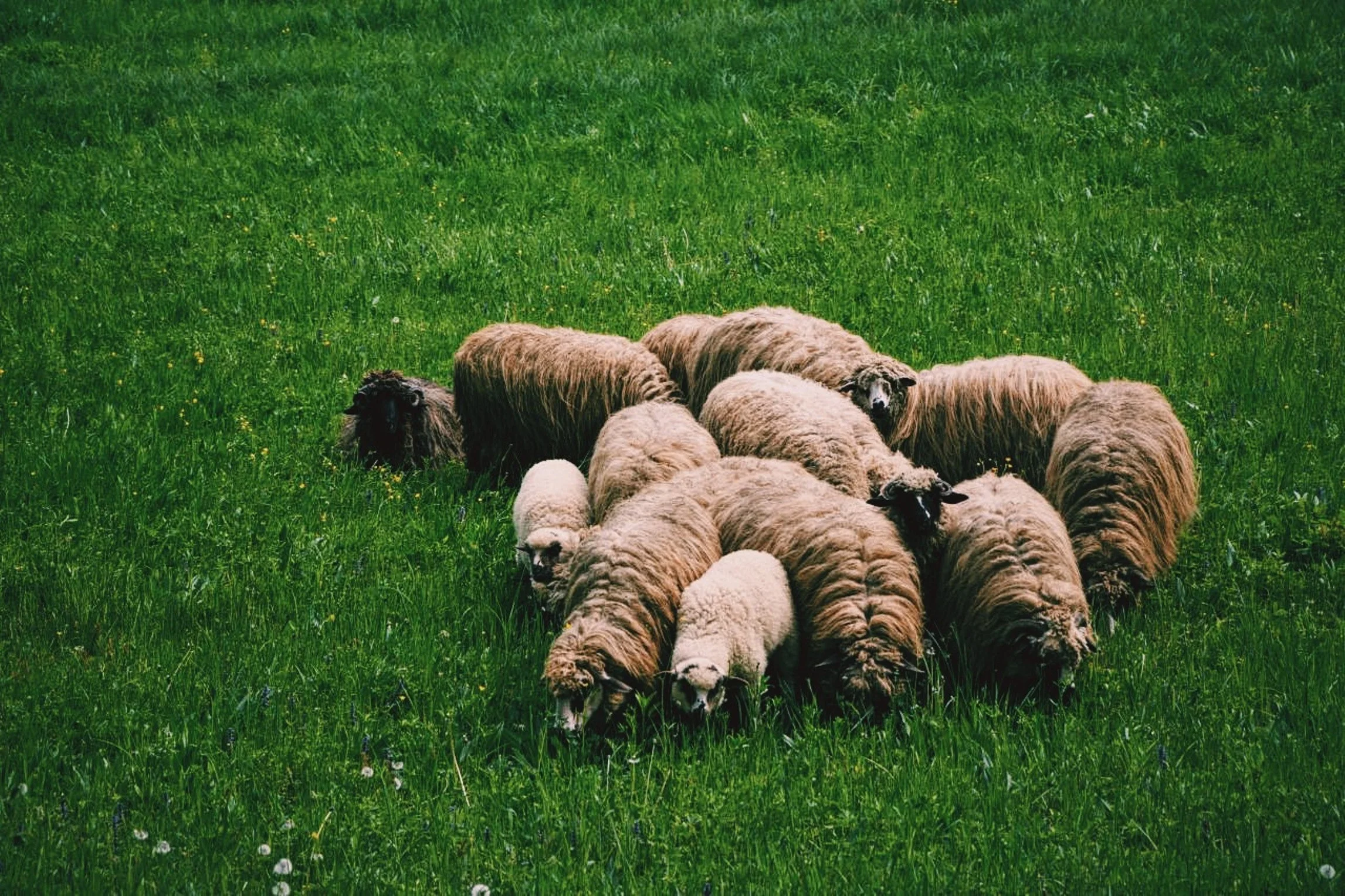 animal-photography-animals-farm-191076.jpg