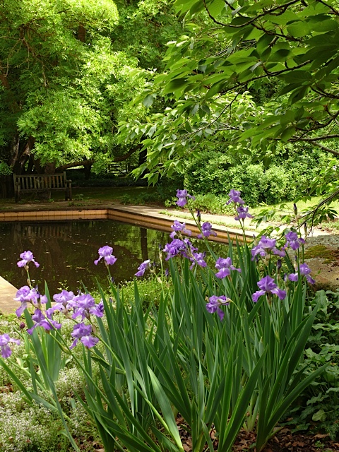 Irises and reflecting pool.jpg