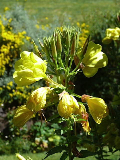 Evening primrose closeup.jpg