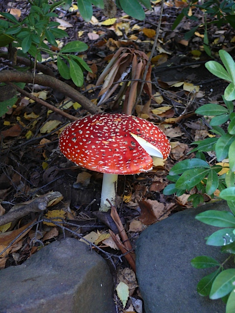 Magic mushroom.jpg