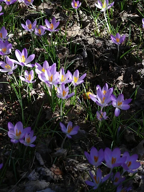 P1000450.jpg