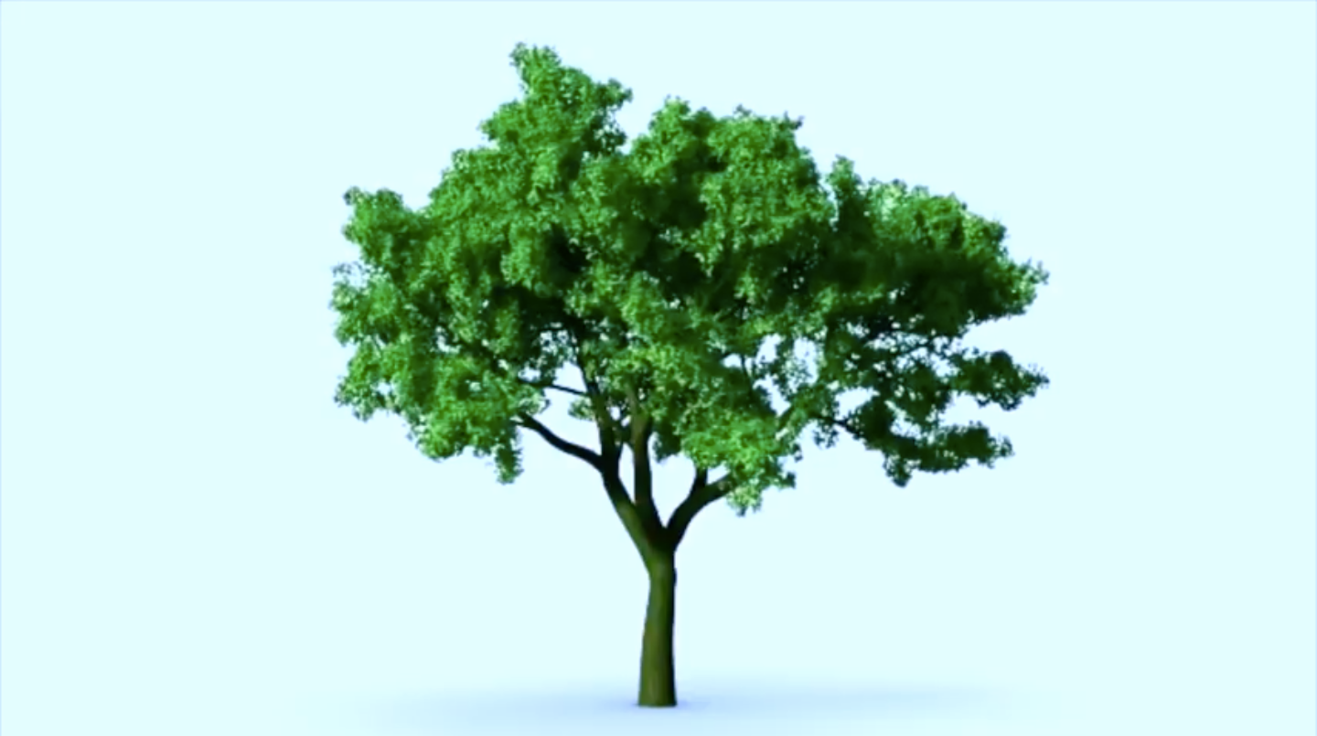 Full Tree.png