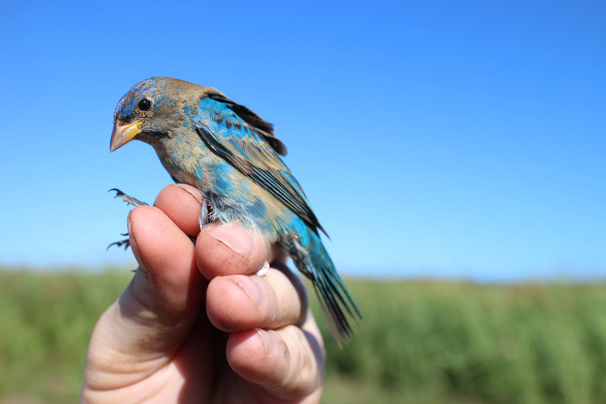 While mistnetting at the agriculture research station in La Parguera we were excited to find this Blue Grosbeak ( Passerina caerulea ) in one of our nets!