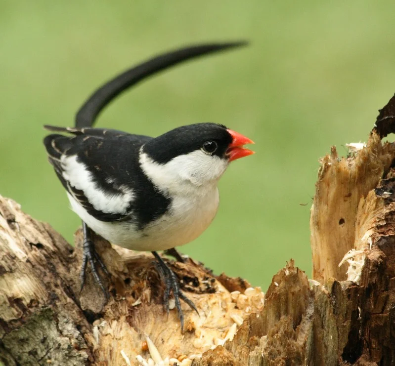The Pin-tailed Whydah. Photo credit: Alan Manson