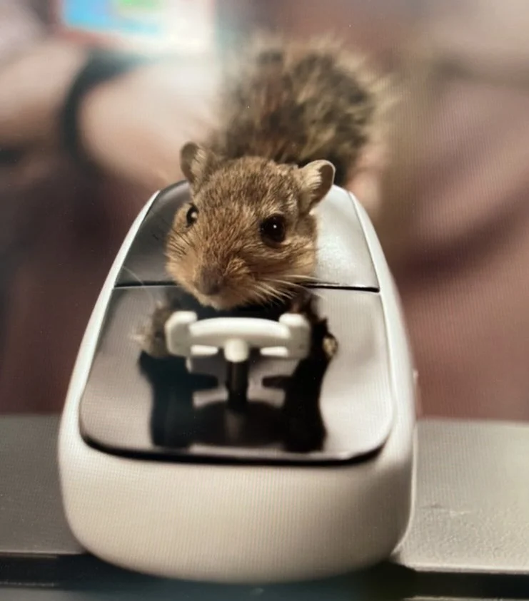 01SQUIRRELTAXI.jpeg