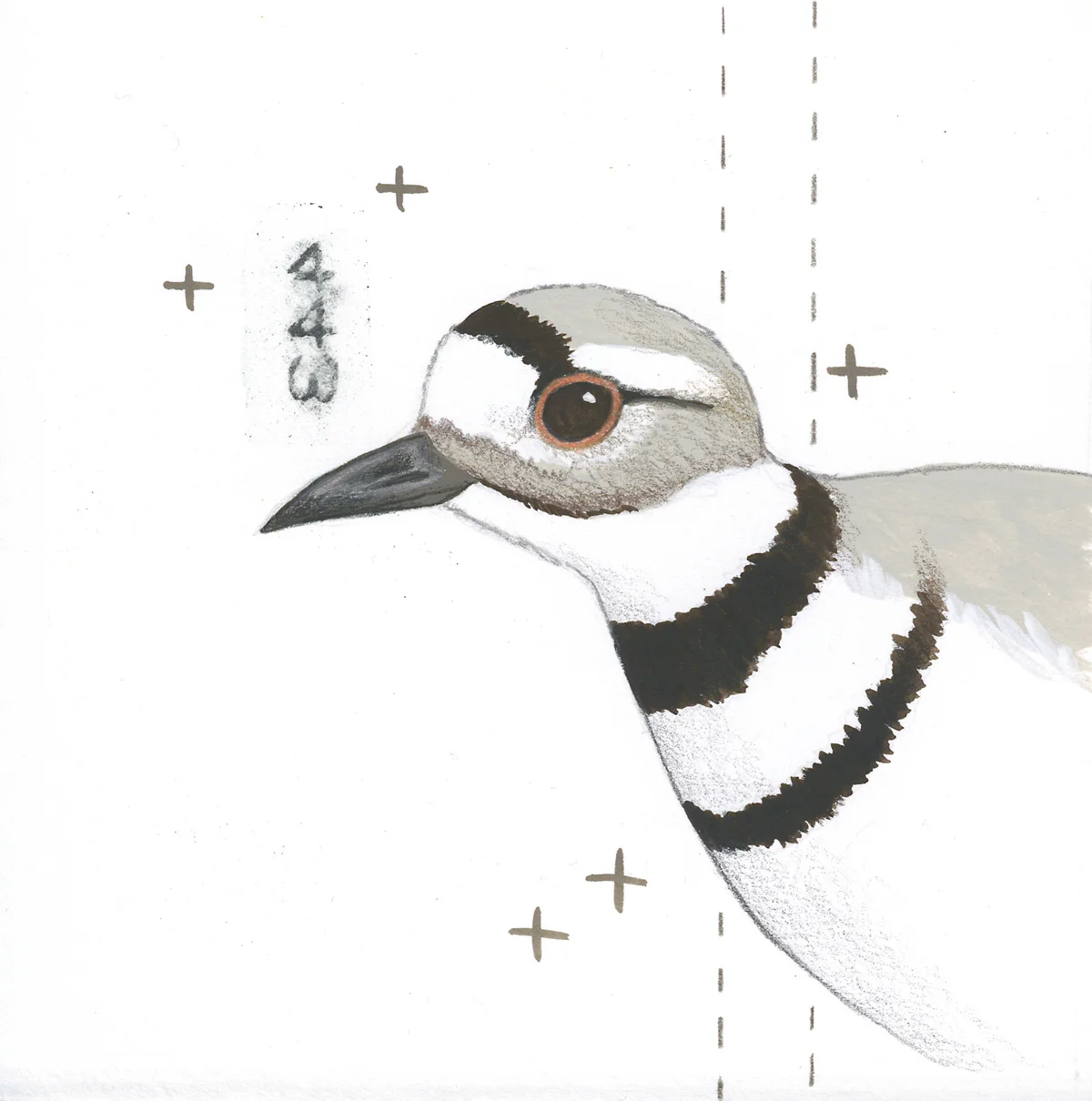Killdeer study 1