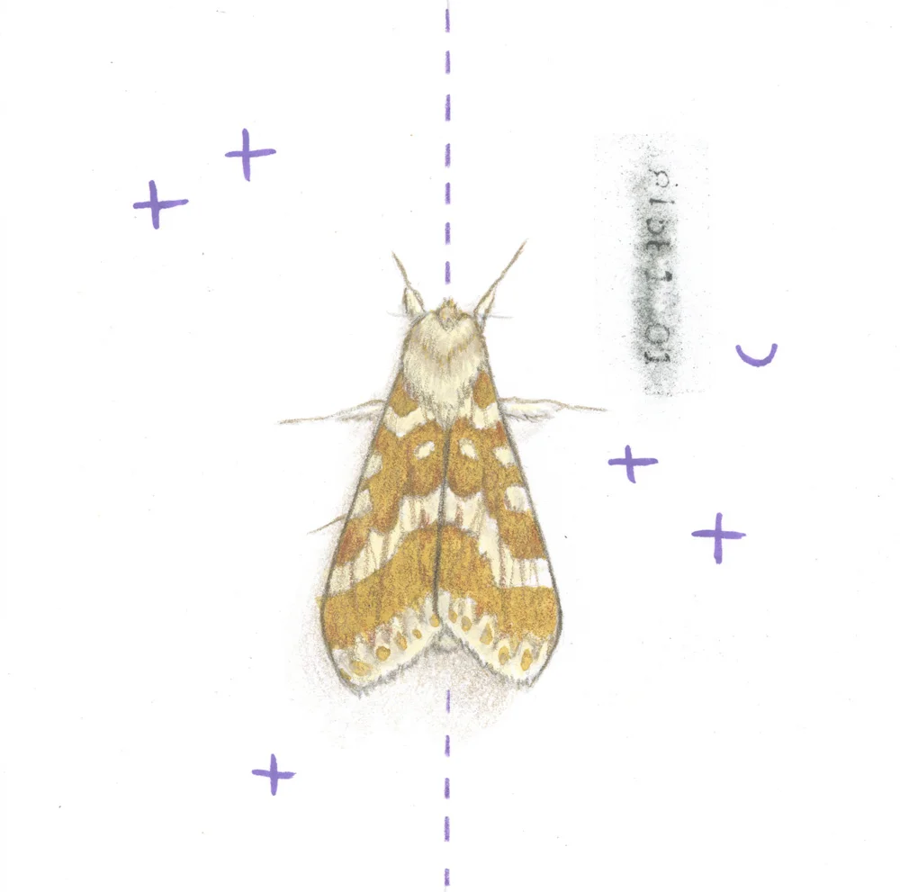 Moth study 1