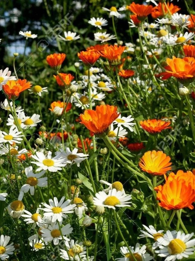 83012309-calendula-and-camomile-flowers-in-garden-garden-flower-herbs-blooming-in-summer.jpg