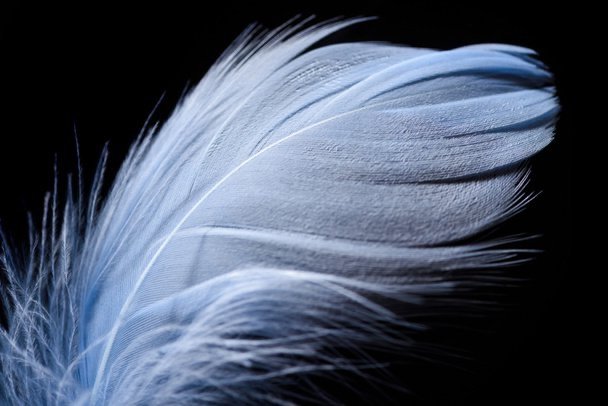 stock-photo-close-lightweight-textured-feather-isolated-black.jpg