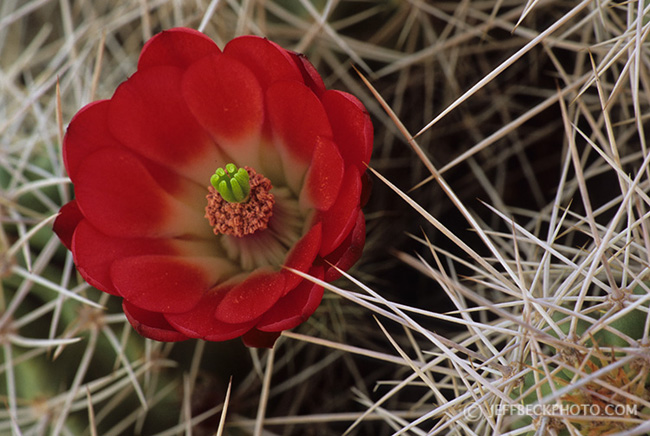 Claret Cup