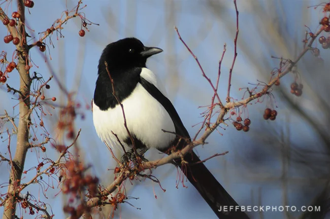 Black-billed Magpie ( Pica hudsonia )