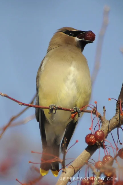 Cedar Waxwing ( Bombycilla cedrorum )